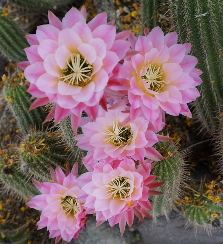 il fascino, la bellezza, il profumo delle fioriture dei cactus