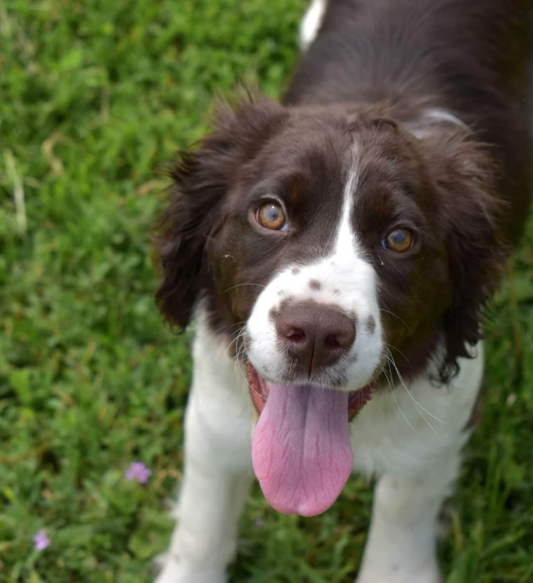 Is the board and train right for your dog in North Idaho?