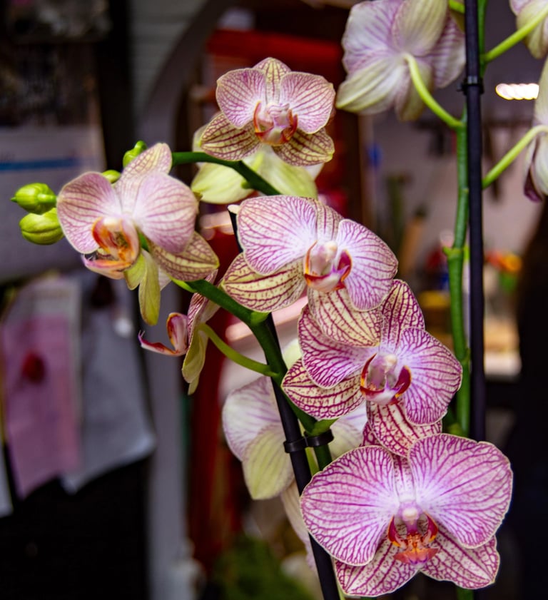 Multiple Phalaenopsis orchid flowers featuring delicate white petals with intricate purple veining and a deep magenta center.