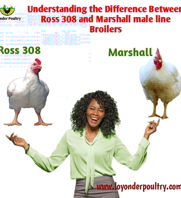 Broiler male lines image