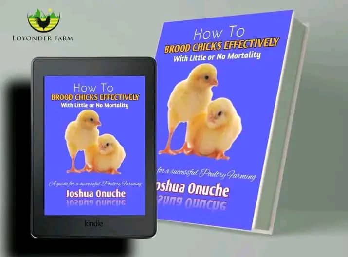 Ebook cover. How to brood Chicks Effectively