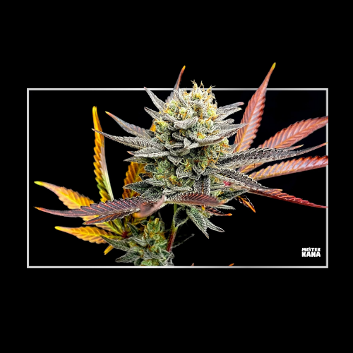 lemon-grace-happy-pousse-cbd-valence