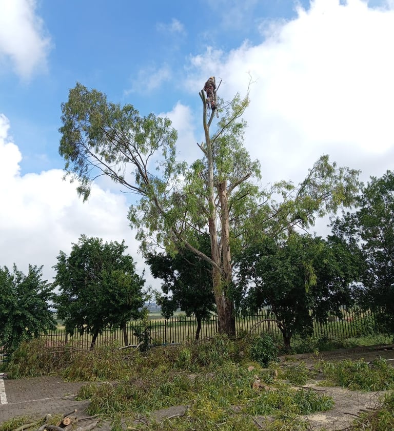 Trimming a big tree hanging over boundary fence in East Rand 