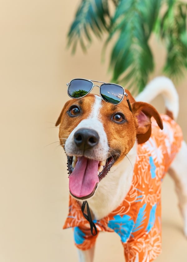 Feliz Jack Russell Terrier con una camisa hawaiana de color naranja tropical y gafas en vacaciones