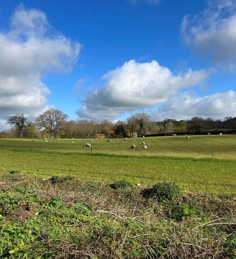 countryside field with sheep in the foreground