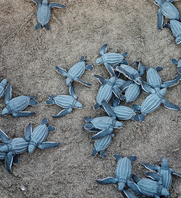 Blaue Meeresschildkröten, Puerto Rico