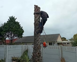 a man is climbing up a palm tree