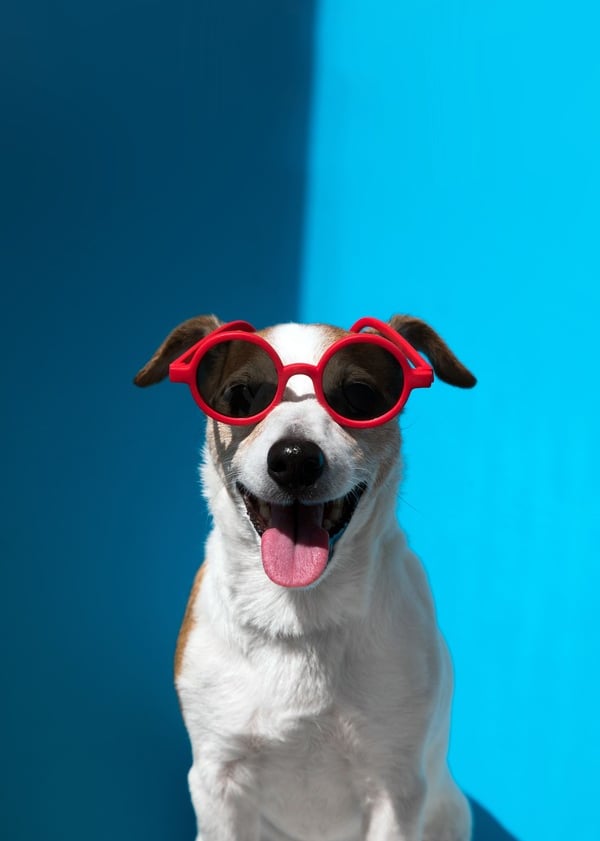 Un Jack Russell Terrier feliz con gafas de sol rojas sobre un fondo azul brillante.