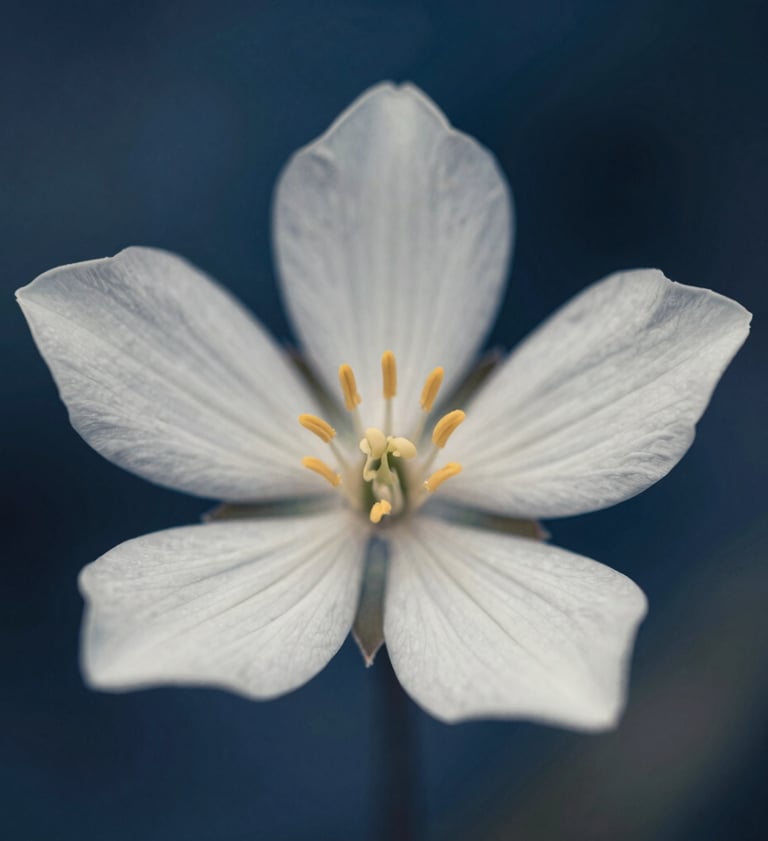 A macro photograph of a delicate North American / US wildflower. The petals are a soft off-white, with a shallow depth of field that blurs the background into artistic steel blue and dark navy tones.