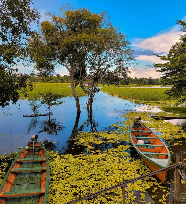 margens de um lago com duas canoas arvores em volta com folhas caídas deu azul ao fundo.