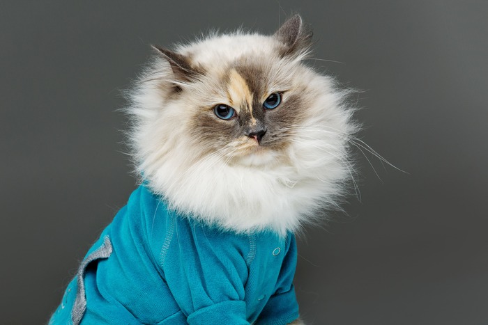 gato chamarra azul