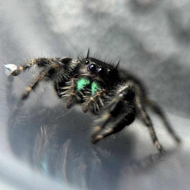 Bold Jumping Spider