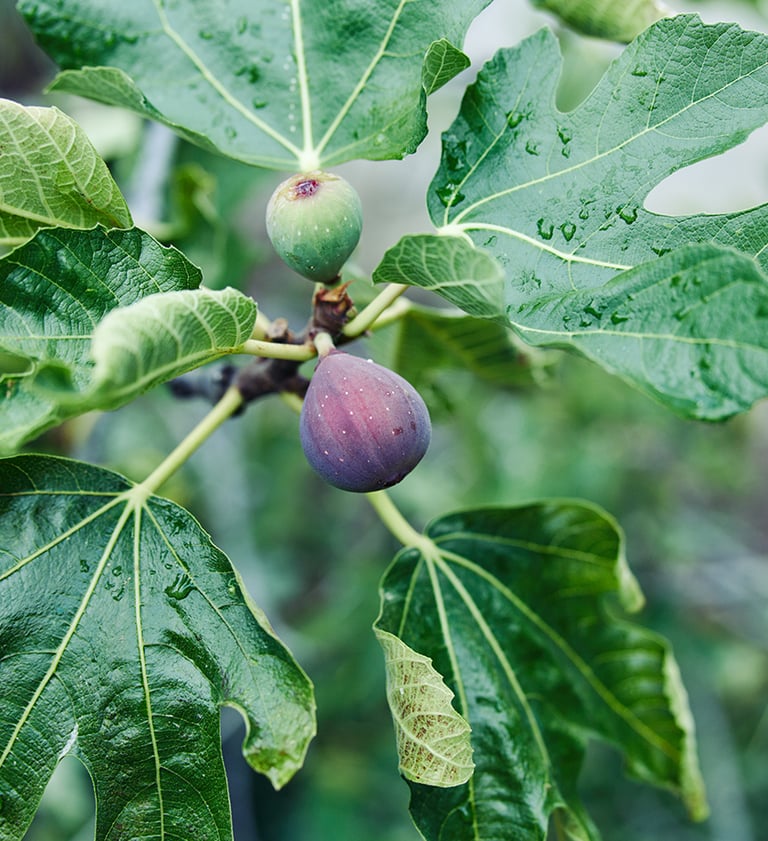 Fresh purple fig ripening on a lush green fig tree branch with large lobed leaves.