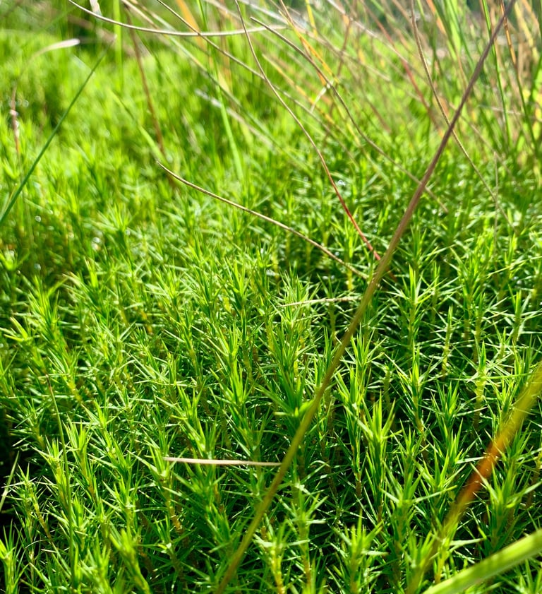 moss on Walshaw Moor, Yorkshire 