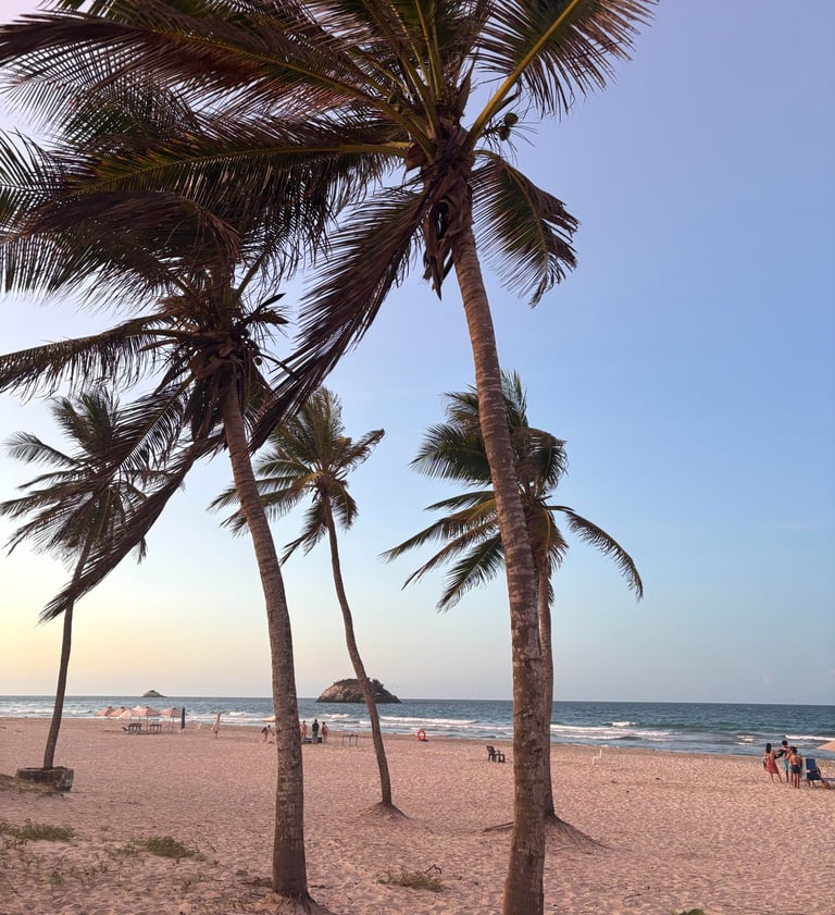 Fotos palmeras con atardecer en playa