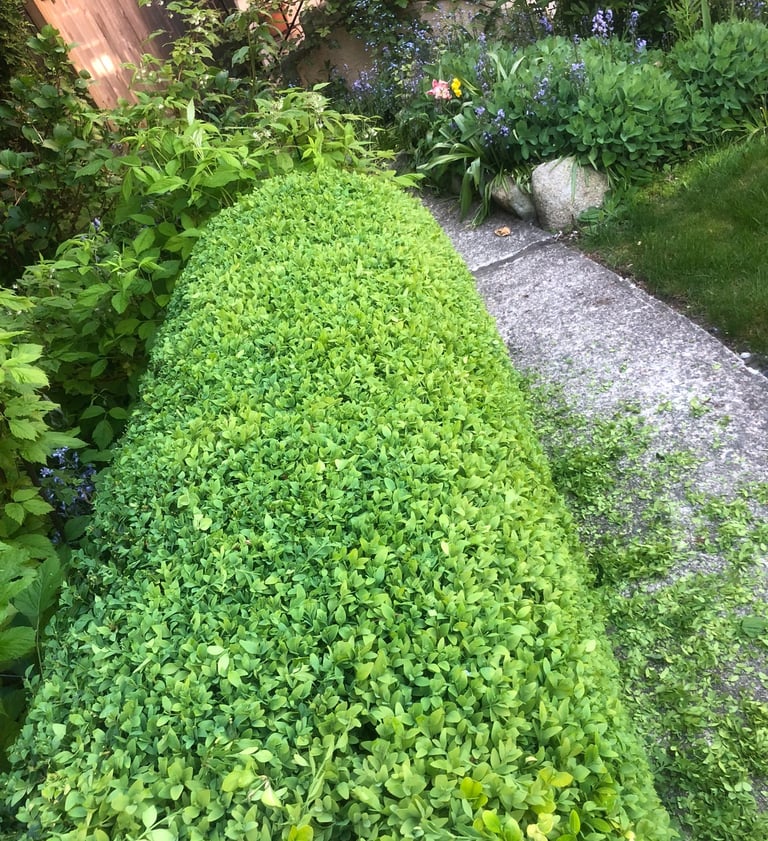 Boxwoods Hedge
