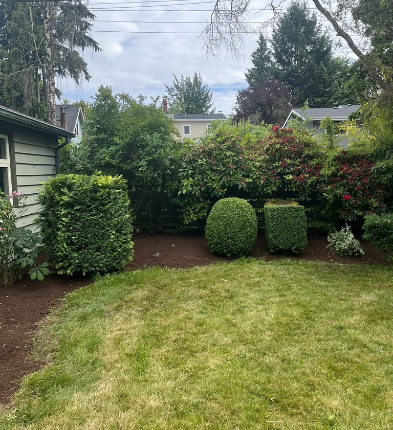 Trimmed Shrubs
