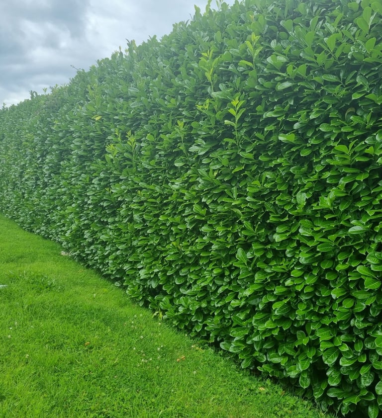 Laurel Hedge