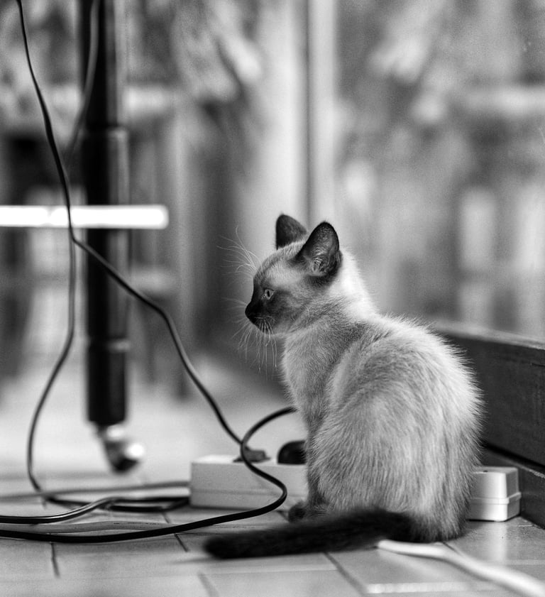 Chaton assis entouré de câbles électriques qui regarde quelque chose