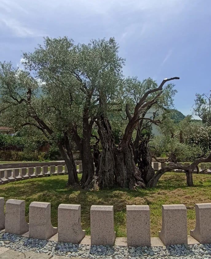 Old Olive Tree in Bar during a Montenegro private tour