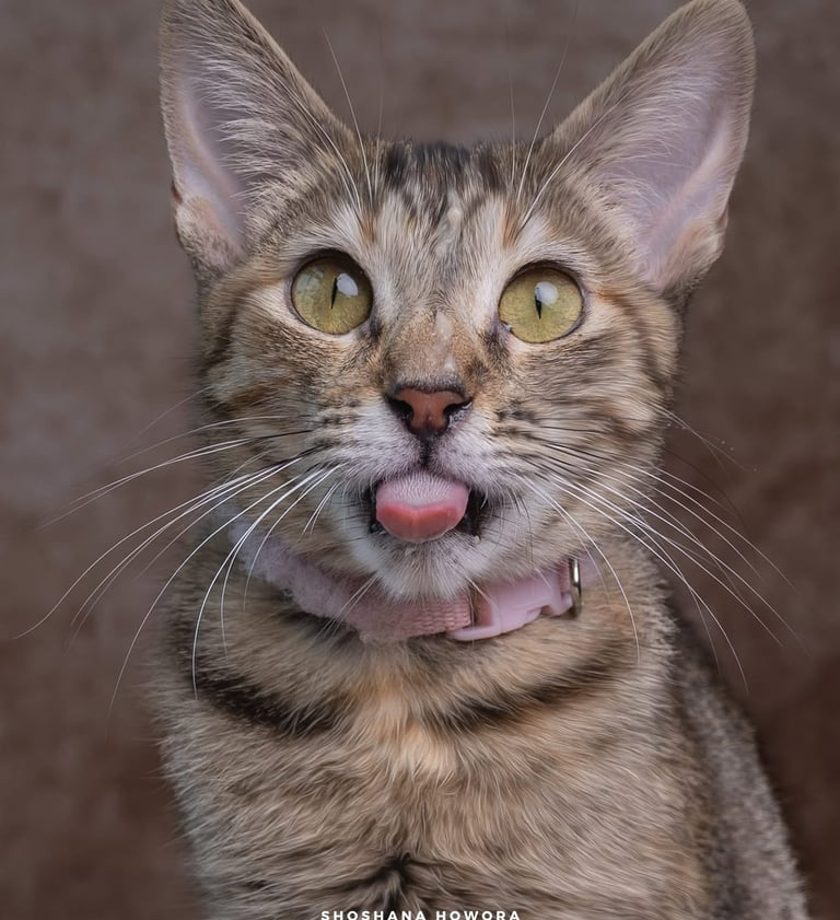 Un gatito atigrado marrón con orejas grandes saca la lengua para un divertido retrato felino.