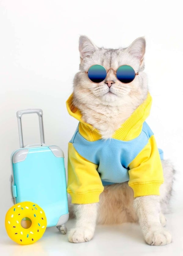 Un gato peludo con gafas de sol azules y una sudadera con capucha, sentado junto a una maleta azul y un juguete