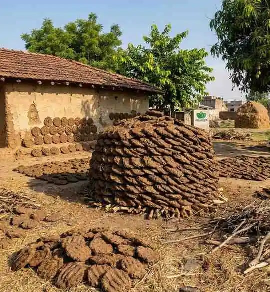 indian cow dung cakes