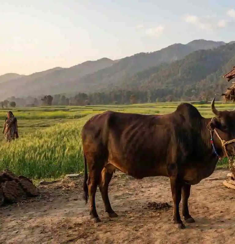 organic cow dung cakes