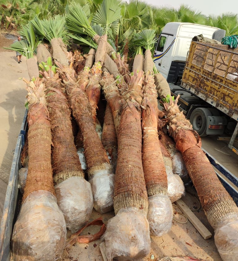 "مشروع توريد نخيل واشنطني وعربي داخل السعودية"