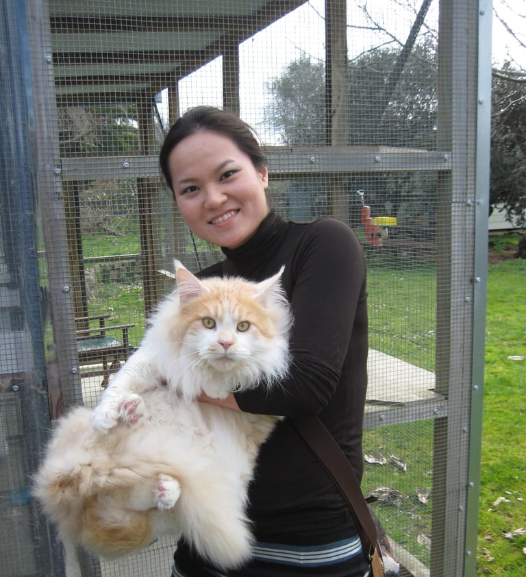 a japanese woman holding a main coon cat in a cage