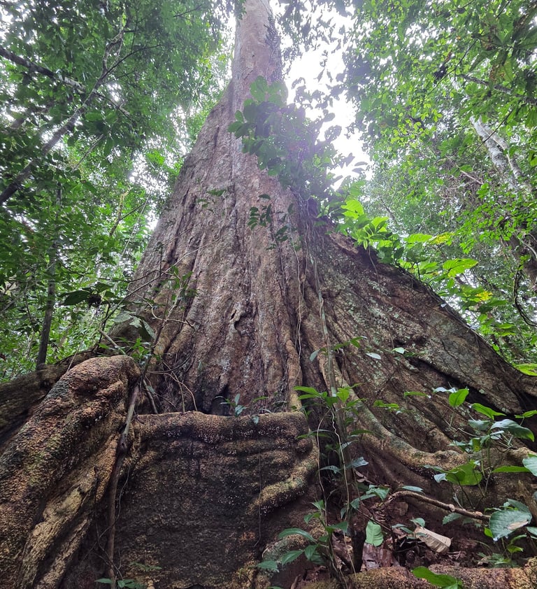 Shihuahuaco Baum Amazonas
