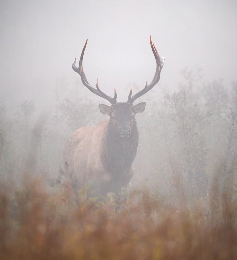 Elk in a field during the fall rut season at the Great Smoky Mountain National Park by Nate Bowery