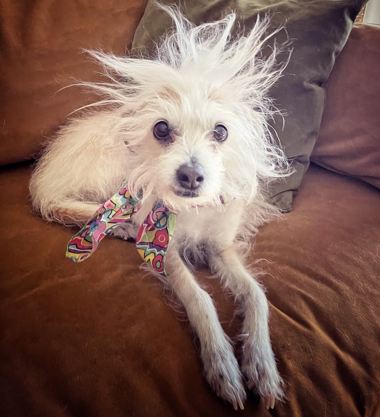 Robin Can Do It pet sitting an amazingly beautiful Chihuahua Poodle near Carbondale, Colorado