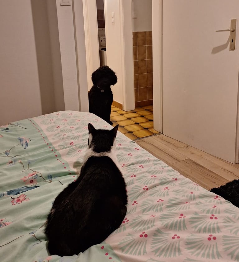 en compagnie de Félicie