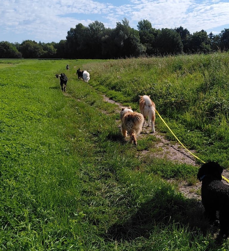promenade avec d'autres copains