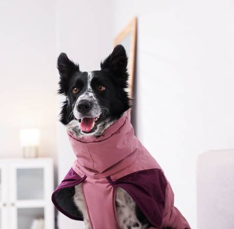 Un Border Collie blanco y negro con un abrigo rosa de invierno para perros dentro de casa.