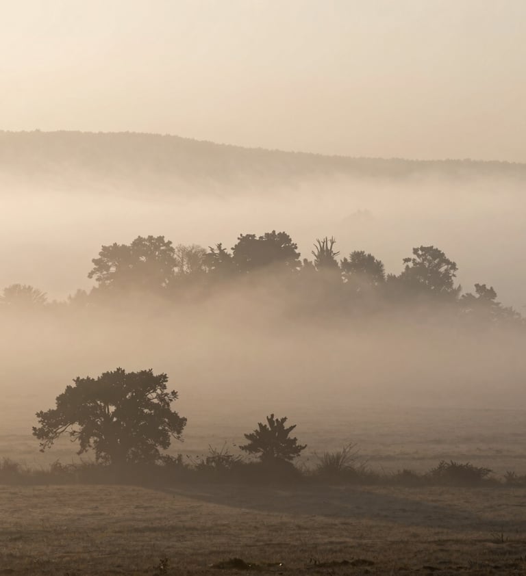 A cinematic wide shot of a misty landscape at dusk, featuring soft off-white fog and deep taupe silhouettes of distant trees.