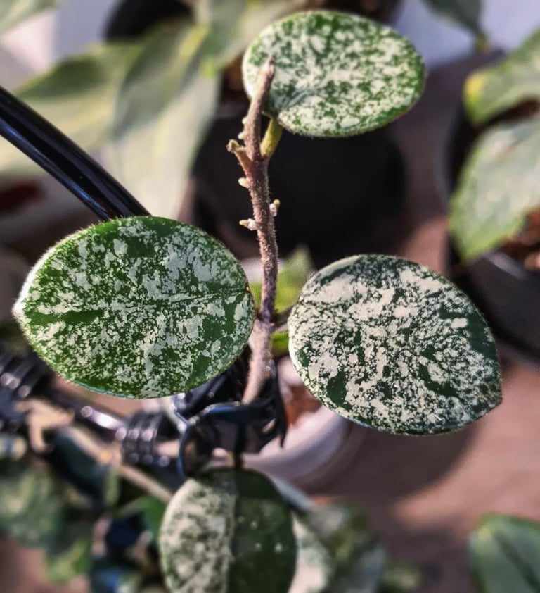 Hoya Mathilde Splash