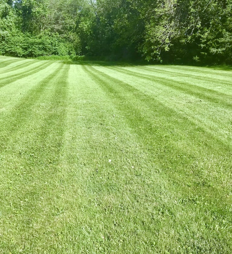 Green lawn with forest in the background on a sunny day