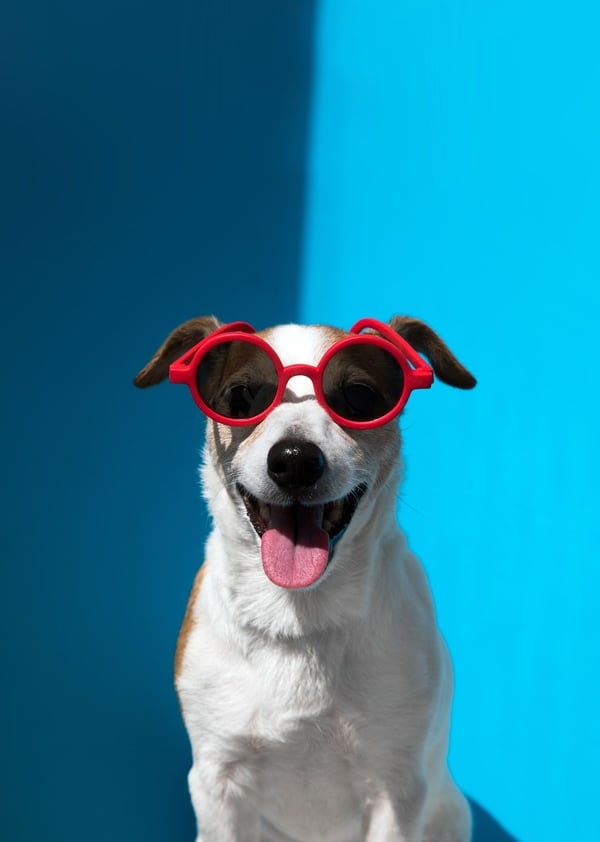 Perrito con lentes rojos