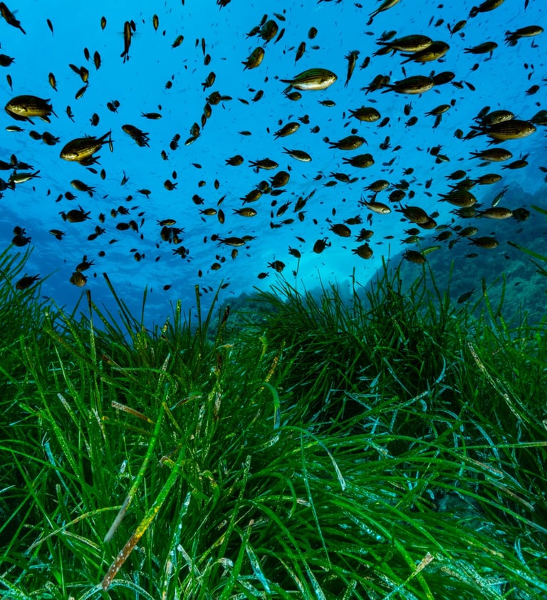 This picture depicts a school of fishes above a Posidonia meadow in the Scandola Natural Reserve