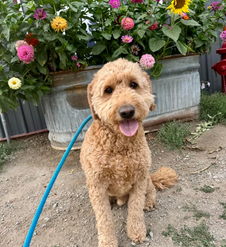 Mountain View training board and train options in North Idaho.