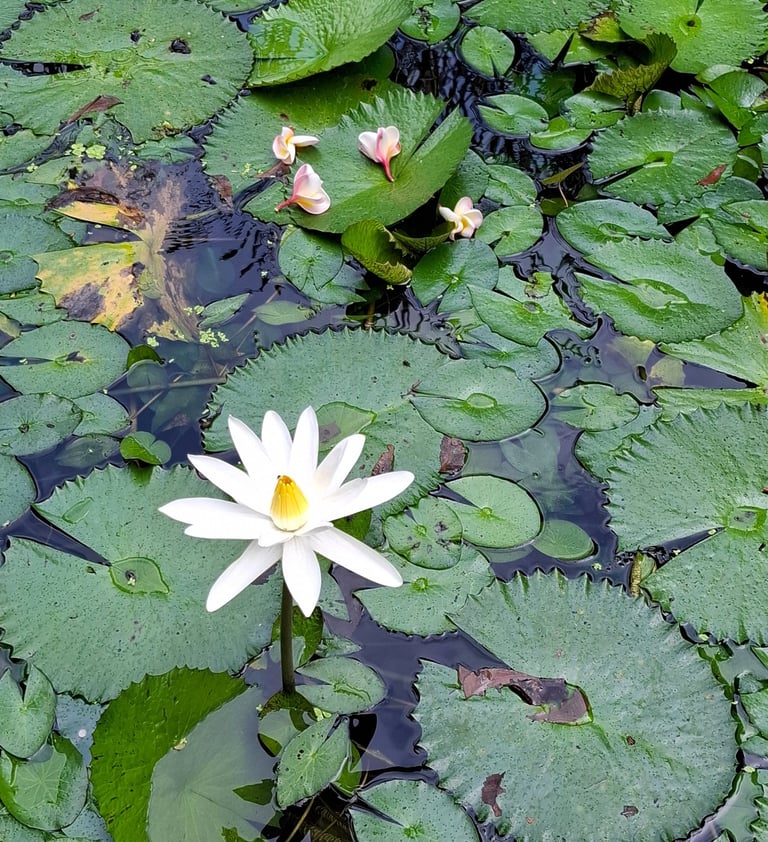 Integral Yoga Graz Kontakt