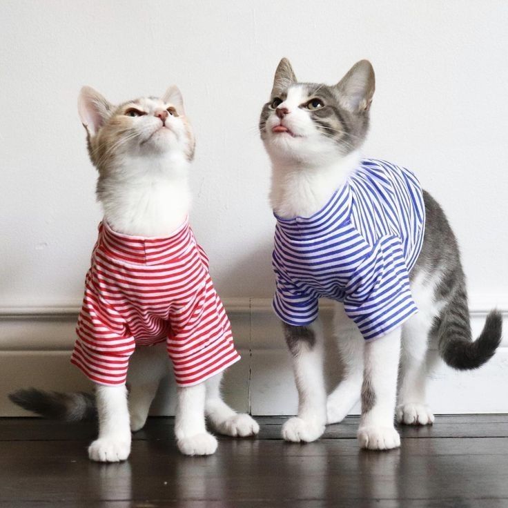 Dos gatos domésticos con camisetas a rayas rojas y azules a juego miran hacia arriba