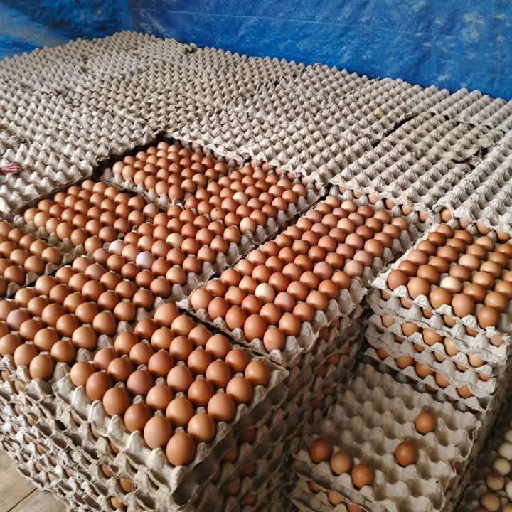 table egg was take from hen farm. the fresh egg will enter to indoeggs warehouse.