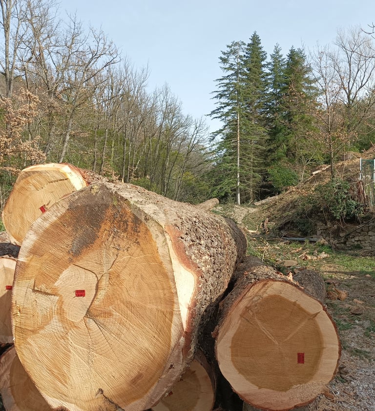 Felled giants.