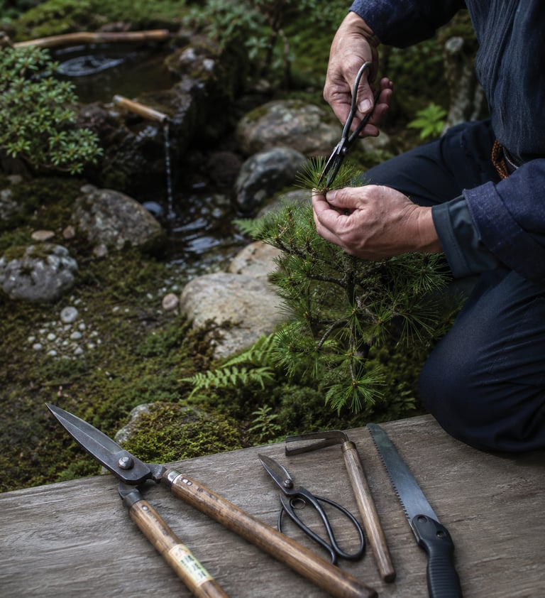 A gardener meticulously pruning a bonsai pine tree with traditional Japanese garden tools.
