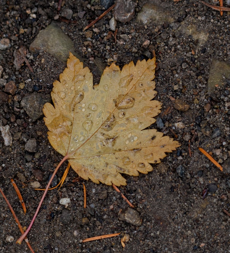 A maple leaf on the ground covered with water. 