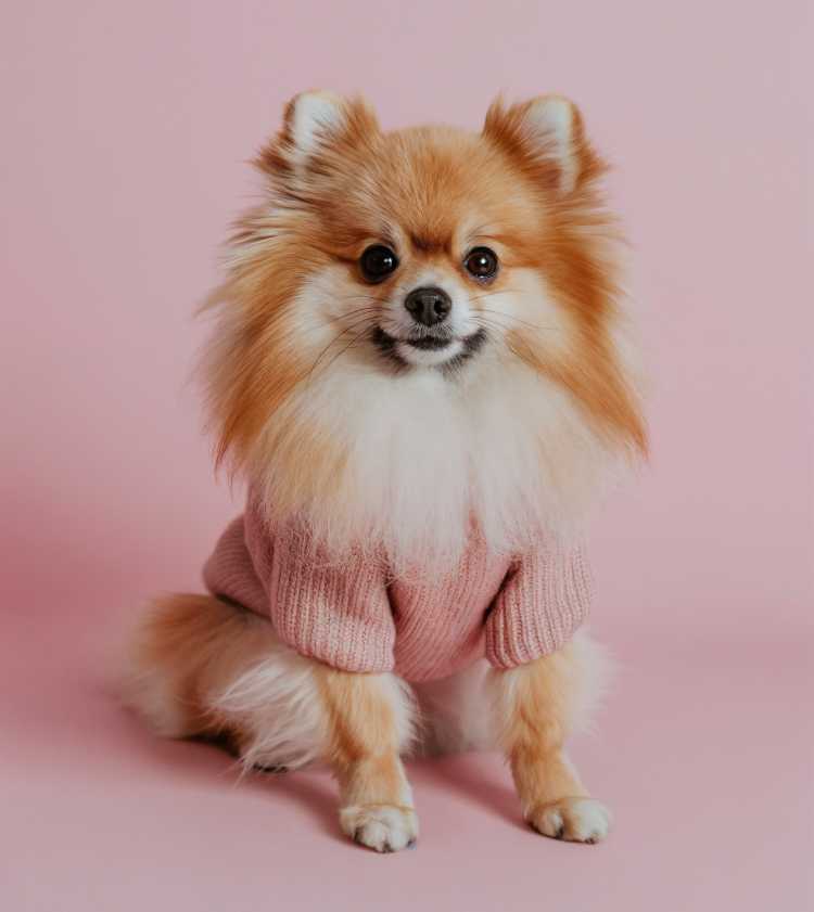 Pomeranian con suéter tejido rosa posando sobre un fondo rosa
