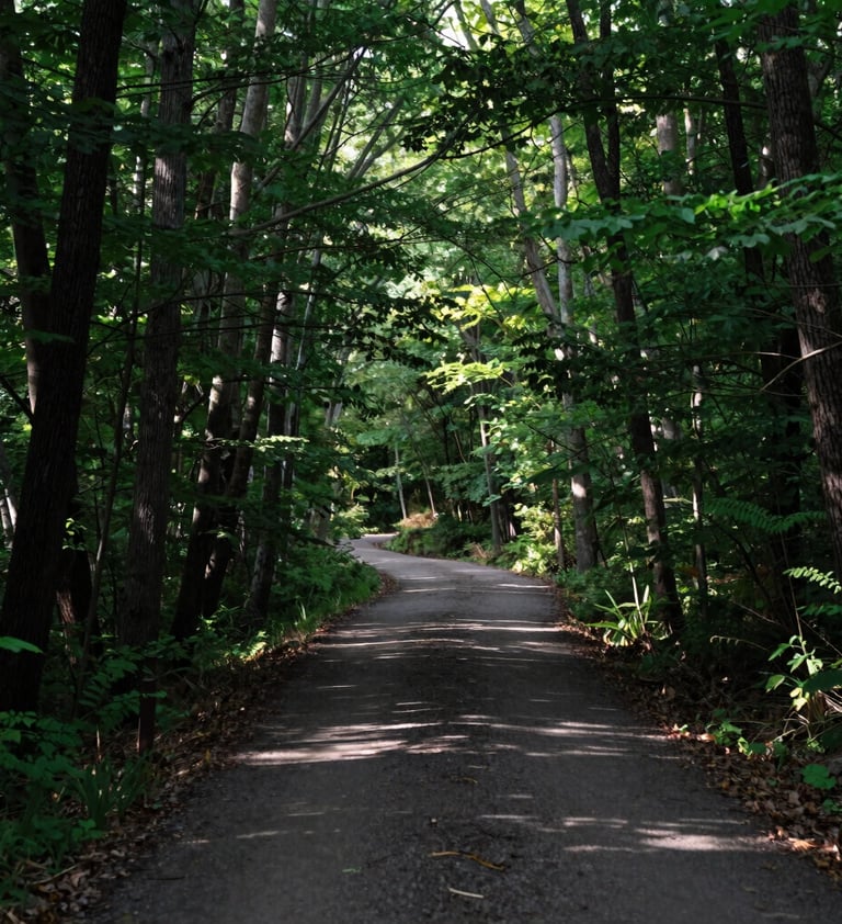 Crisp photography of a winding forest path in the North American / US, surrounded by tall deciduous trees, dappled light creates a calm and inviting scene, rich forest green and charcoal shadows.